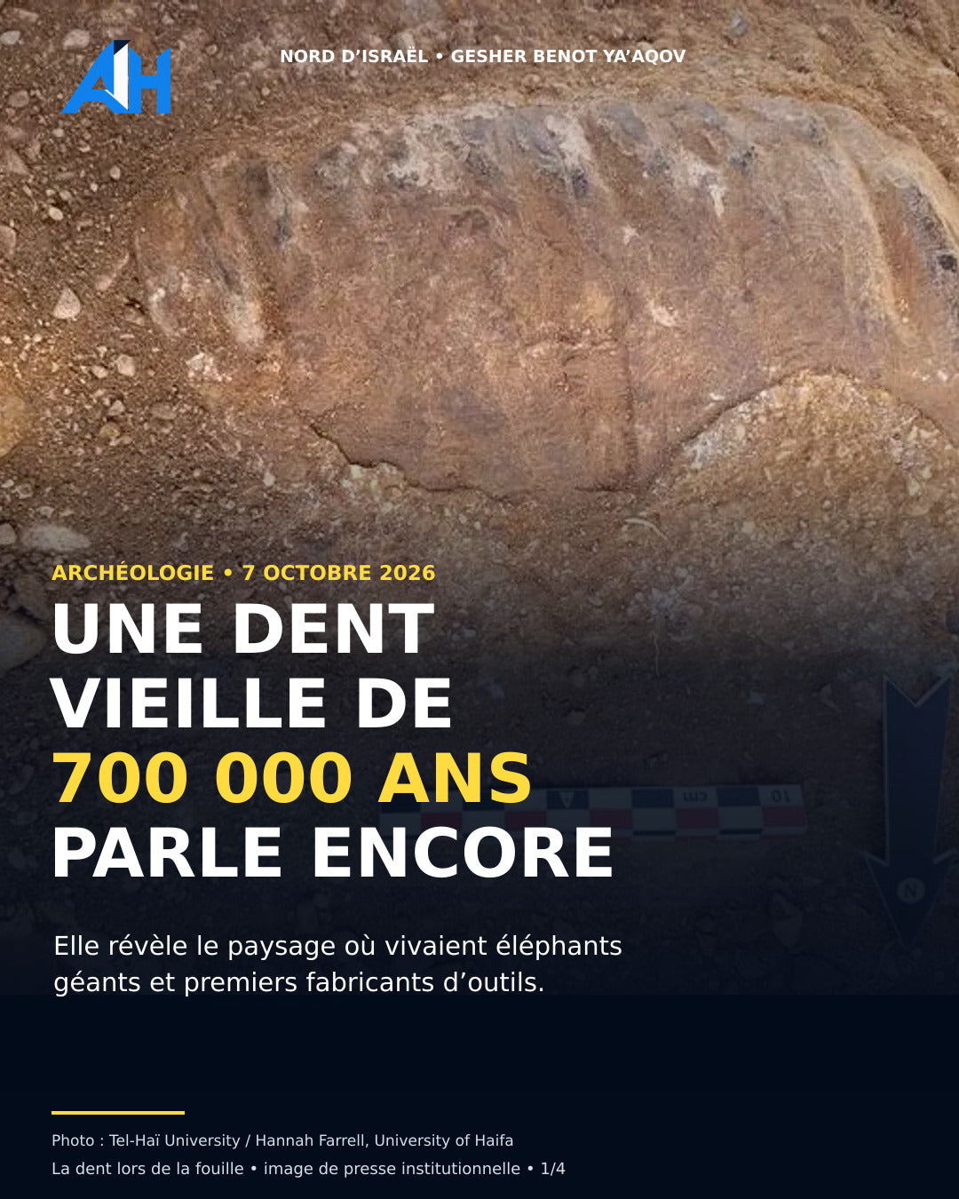 En Israël, une dent d’éléphant vieille de 700 000 ans révèle un monde disparu