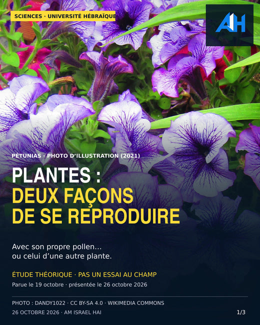 Université hébraïque : un modèle éclaire la coexistence de deux stratégies de reproduction des plantes