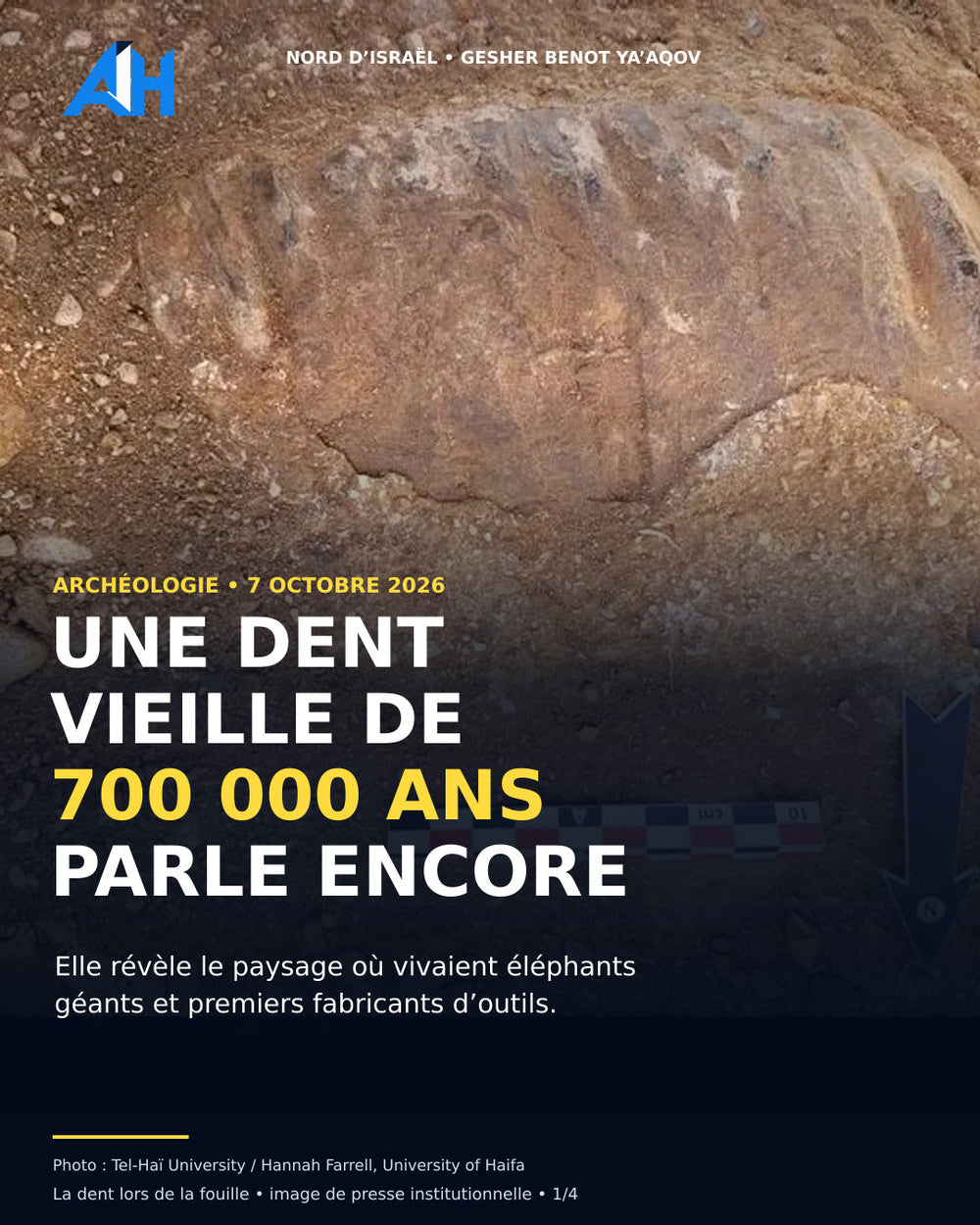 Molaire d’éléphant vieille d’environ 700 000 ans à Gesher Benot Ya’aqov